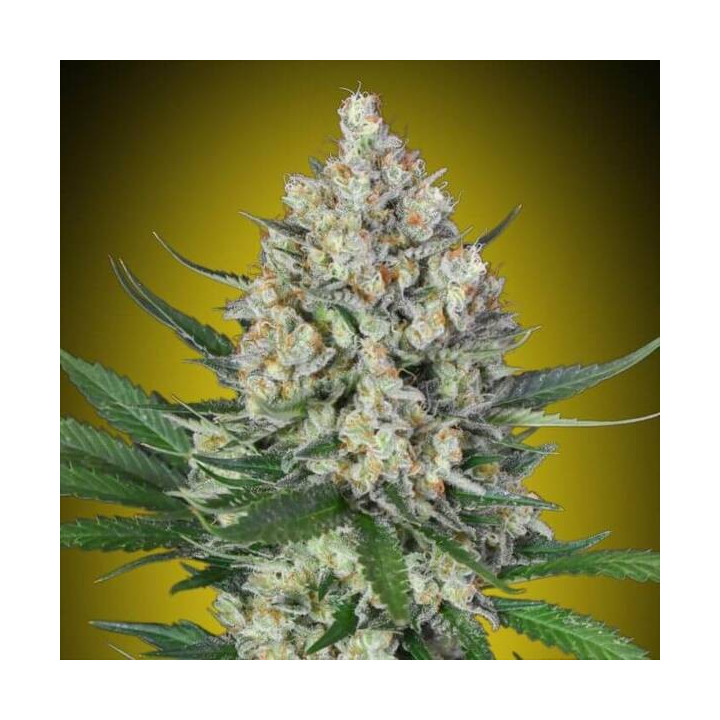 Lemon OG - 00 Seeds