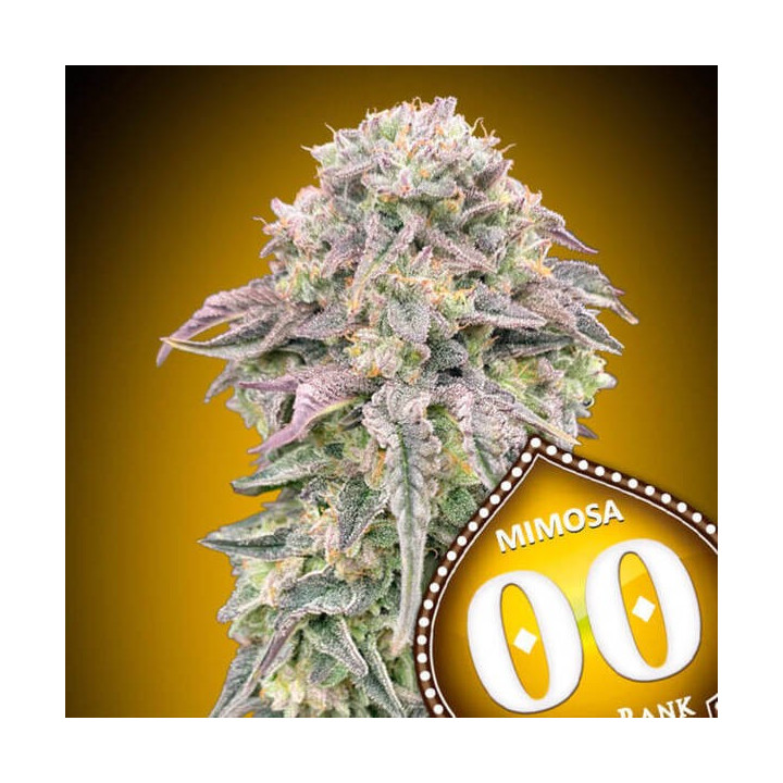 Mimosa - 00 Seeds