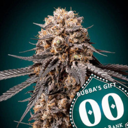 Bubba´s Gift - 00 Seeds
