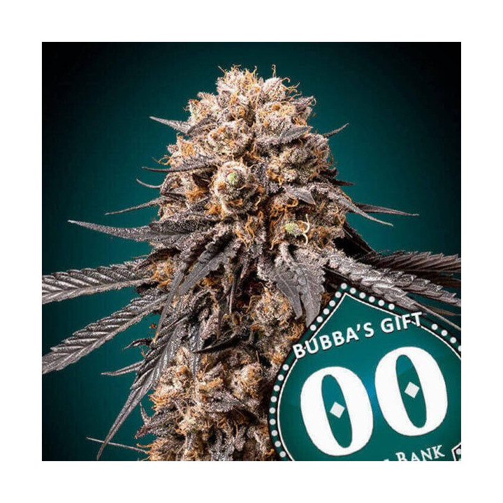 Bubba´s Gift - 00 Seeds