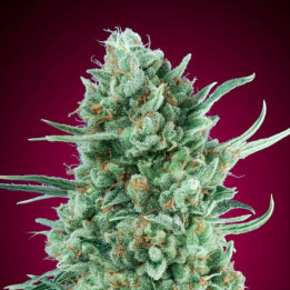 Auto Bubble Gum XXL - 00 Seeds