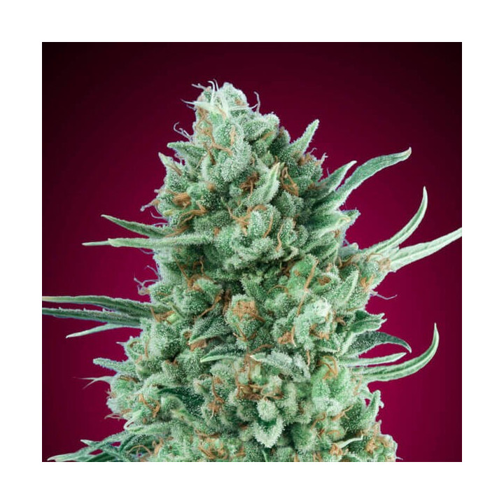 Auto Bubble Gum XXL - 00 Seeds