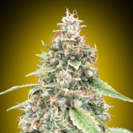 Auto Lemon OG - 00 Seeds