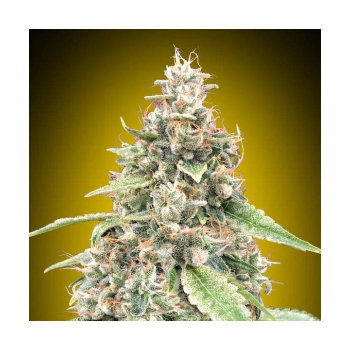 Auto Lemon OG - 00 Seeds