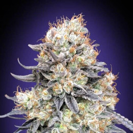 Auto Purple Punch - 00 Seeds