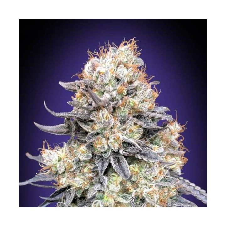 Auto Purple Punch - 00 Seeds
