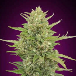 Auto Super Skunk - 00 Seeds