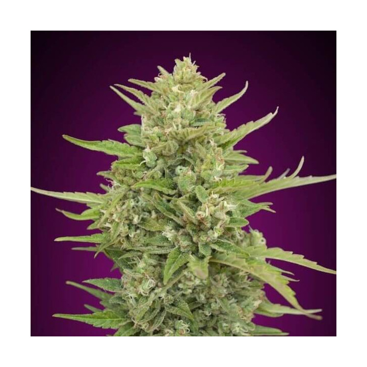 Auto Super Skunk - 00 Seeds