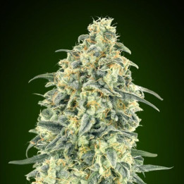 Auto White Widow XXL - 00 Seeds