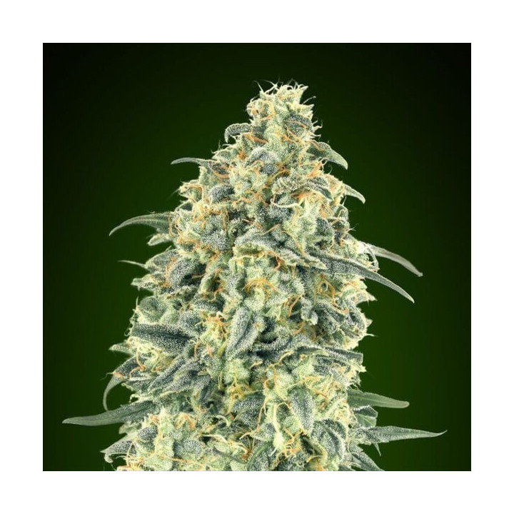 Auto White Widow XXL - 00 Seeds