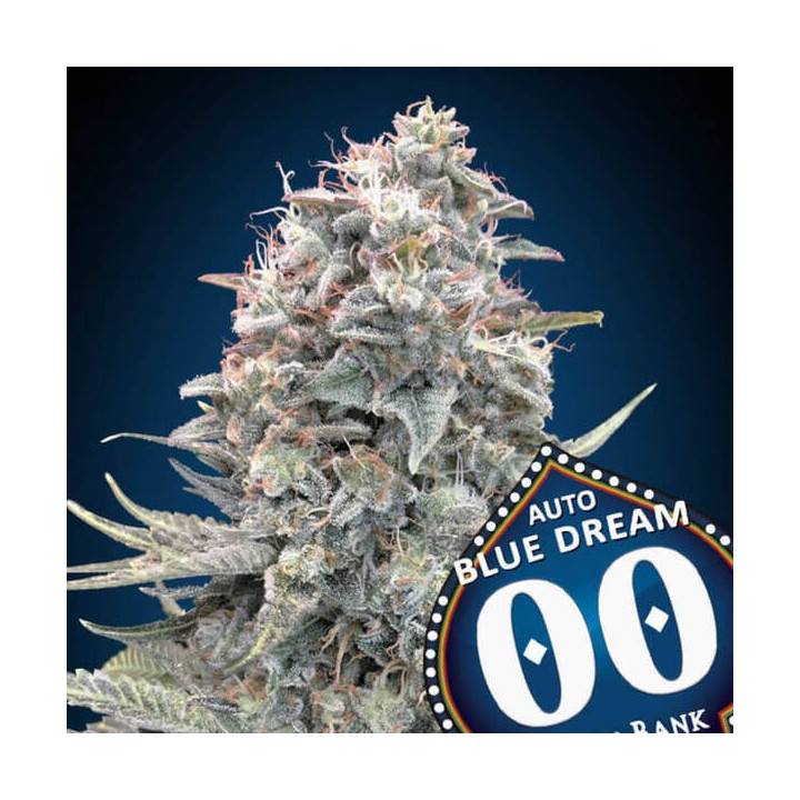 Auto Blue Dream - 00 Seeds