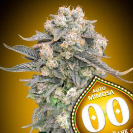 Auto Mimosa - 00 Seeds