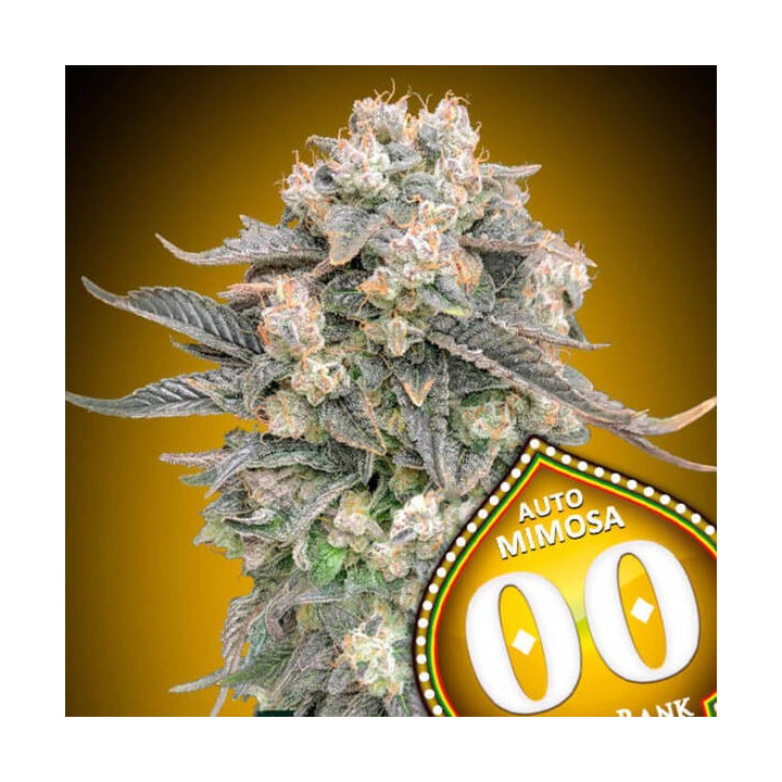 Auto Mimosa - 00 Seeds