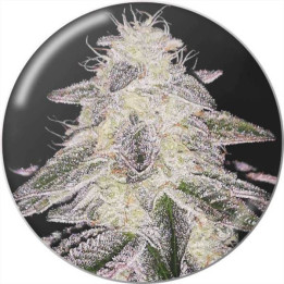Semillas de marihuana feminizadas Medical Runntz - Medical Seeds