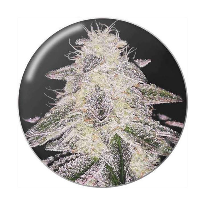 Semillas de marihuana feminizadas Medical Runntz - Medical Seeds