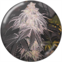Semillas de marihuana autoflorecientes Cookies Sherbert Auto