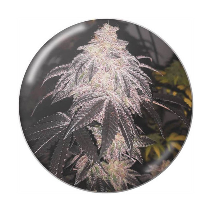 Semillas de marihuana autoflorecientes Cookies Sherbert Auto