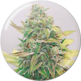 Semillas de marihuana feminizadas Strawberry Cake CBD - Medical Seeds