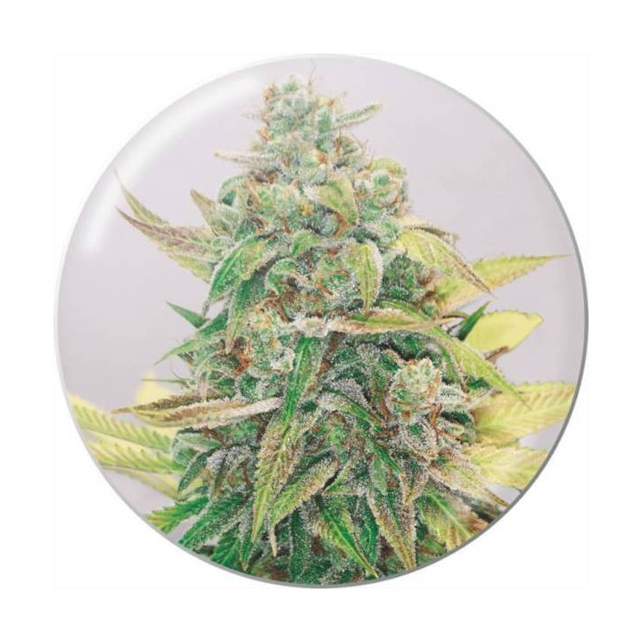 Semillas de marihuana feminizadas Strawberry Cake CBD - Medical Seeds