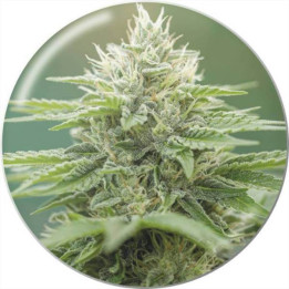 Semillas de marihuana feminizadas Eboshi CBG -Medical Seeds