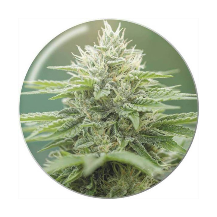 Semillas de marihuana feminizadas Eboshi CBG -Medical Seeds