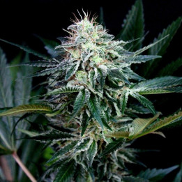 Radical Auto (Absolute Cannabis Seeds)