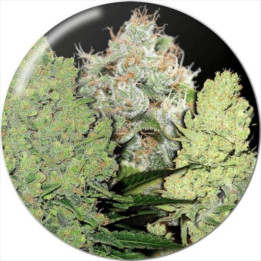 Semillas de marihuana feminizadas pack Colección 1- Medical Seeds