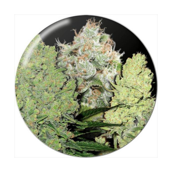 Semillas de marihuana feminizadas pack Colección 1- Medical Seeds
