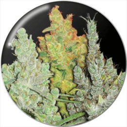 Semillas de marihuana feminizadas pack Colección 2 - Medical Seeds