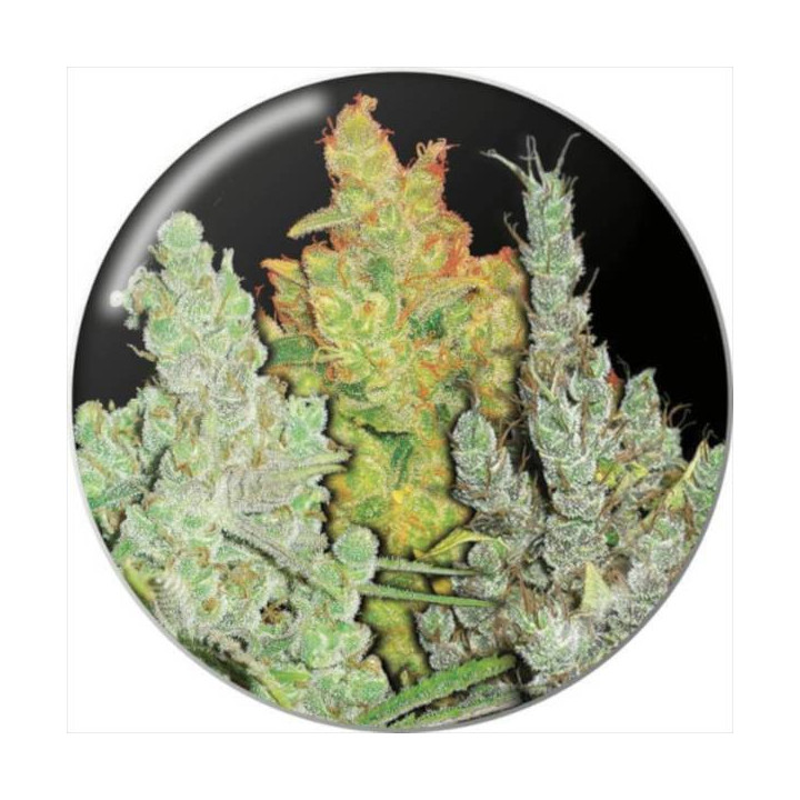 Semillas de marihuana feminizadas pack Colección 2 - Medical Seeds