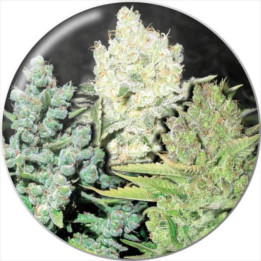 Semillas de marihuana feminizadas pack Colección 4 - Medical Seeds