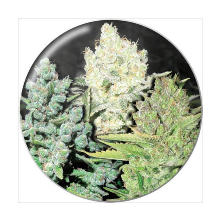 Semillas de marihuana feminizadas pack Colección 4 - Medical Seeds
