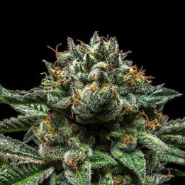 Semillas de marihuana feminizadas Chempie - Ripper Seeds