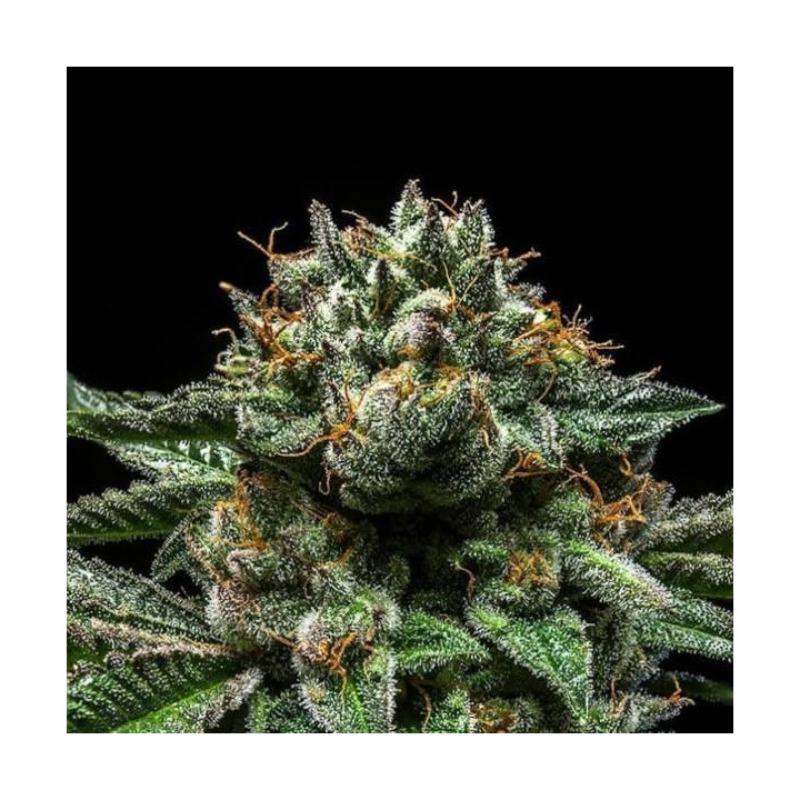 Semillas de marihuana feminizadas Chempie - Ripper Seeds