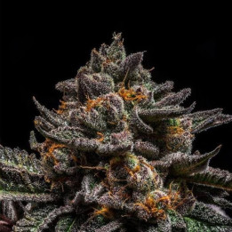 Semillas de marihuana feminizadas Brain Cake - Ripper Seeds