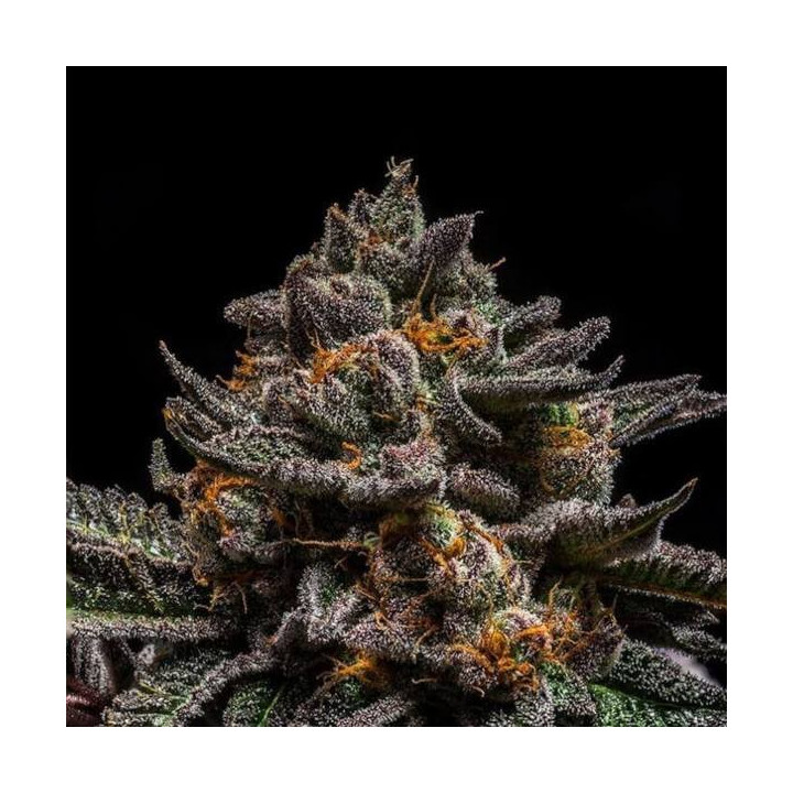 Semillas de marihuana feminizadas Brain Cake - Ripper Seeds