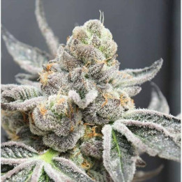 Semillas de marihuana feminizadas Break Pad Breath - Ripper Seeds