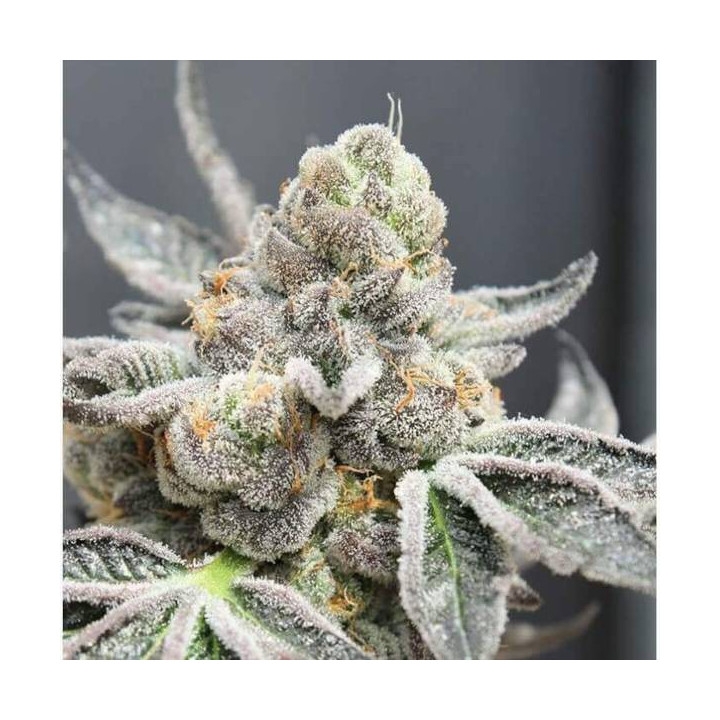 Semillas de marihuana feminizadas Break Pad Breath - Ripper Seeds