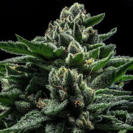 Semillas de Marihuana feminizadas DO G - Ripper Seeds
