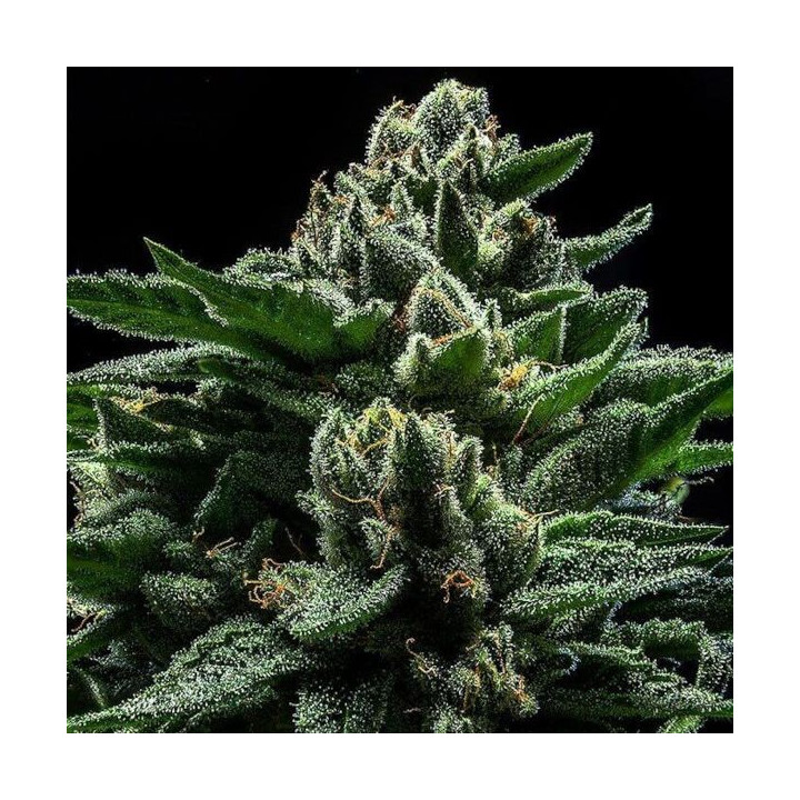 Semillas de Marihuana feminizadas DO G - Ripper Seeds
