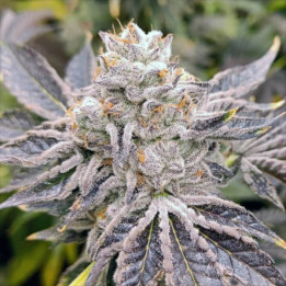 Semillas de marihuana feminizadas Euskal Zkittlez - Genehtik
