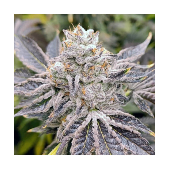 Semillas de marihuana feminizadas Euskal Zkittlez - Genehtik