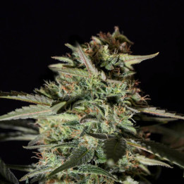 Semillas de marihuana feminizadas Medicinal CBD - Genehtik