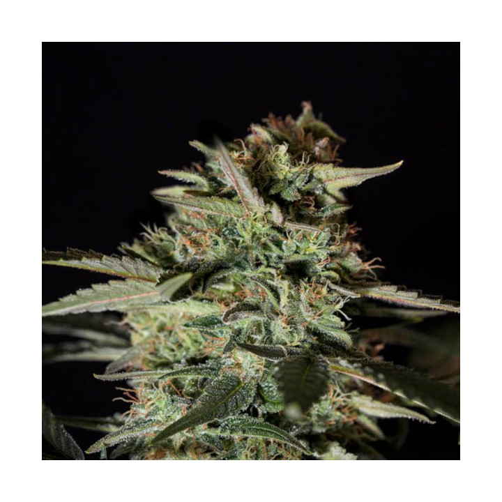 Semillas de marihuana feminizadas Medicinal CBD - Genehtik