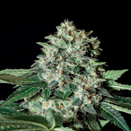 Semillas de marihuana feminizadas Gorilla Bilbo - Genehtik