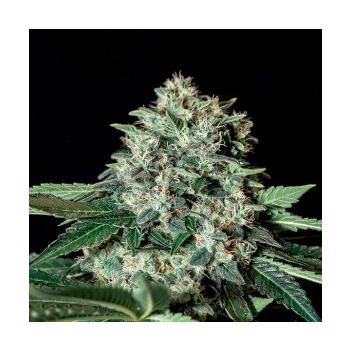 Semillas de marihuana feminizadas Gorilla Bilbo - Genehtik