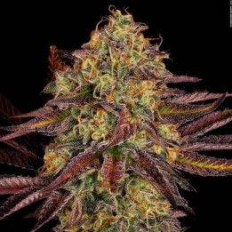Semillas de marihuana feminizadas Tangerine Sorbet - Paradise Seeds