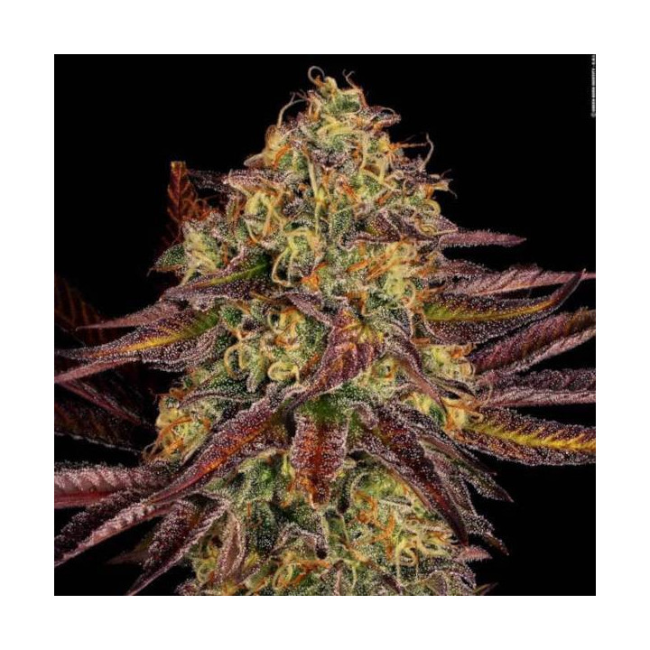 Semillas de marihuana feminizadas Tangerine Sorbet - Paradise Seeds