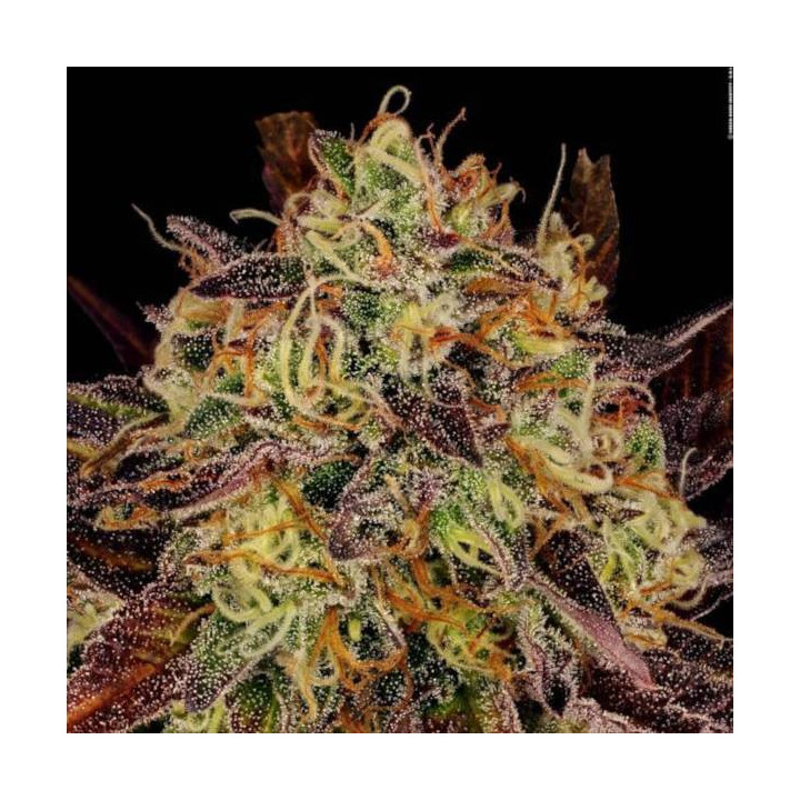 Semillas de marihuana feminizadas Tangerine Sorbet - Paradise Seeds