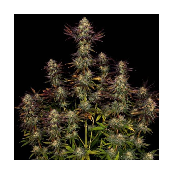 Semillas de marihuana feminizadas Tangerine Sorbet - Paradise Seeds